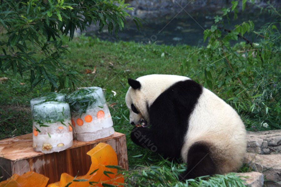 Panda gigante comendo gelo com cenoura e ervas