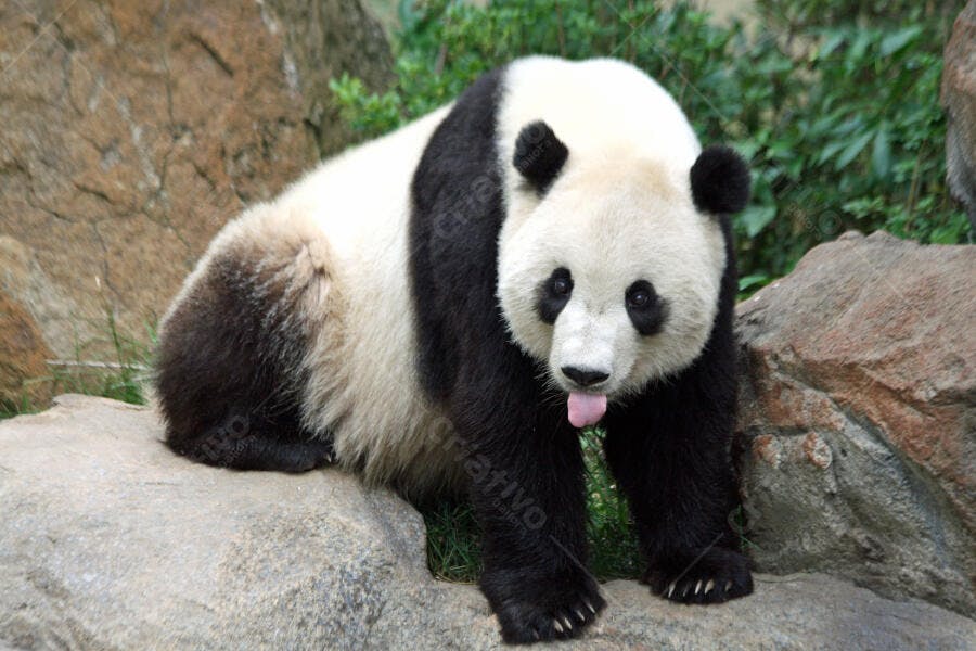 Panda gigante mostrando a língua em ambiente rochoso