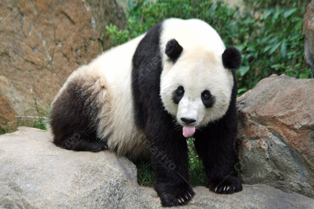 Ursos Panda (36)