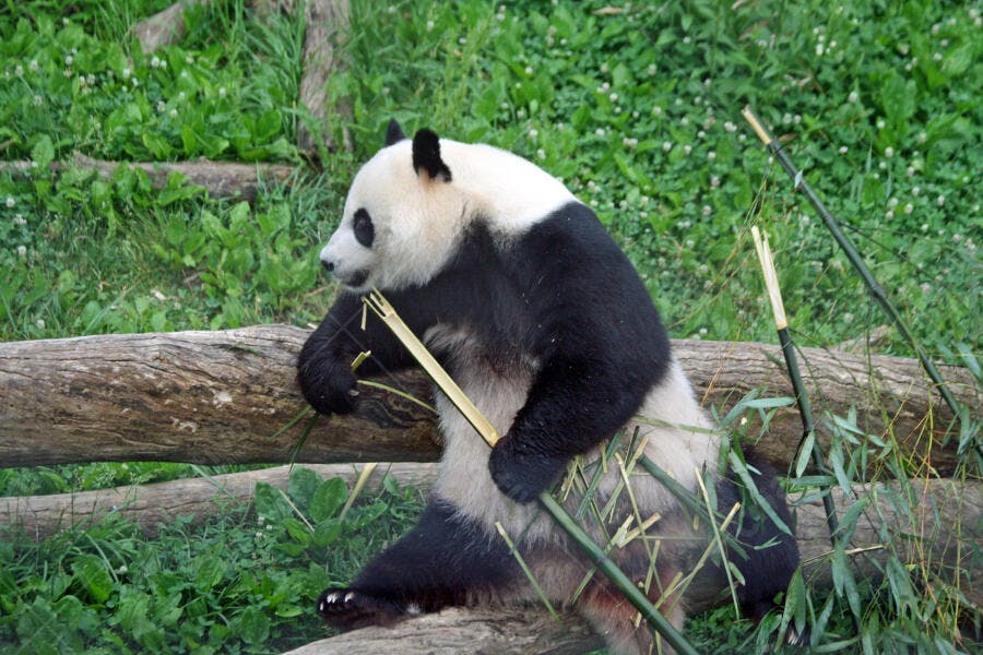 Panda gigante comendo bambu em ambiente natural
