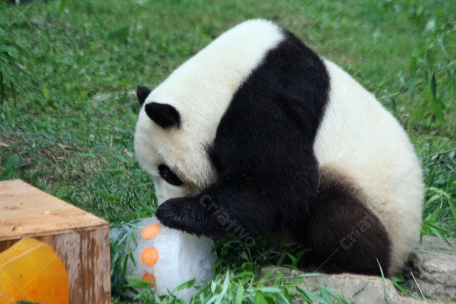 Panda gigante comendo gelo com cenoura