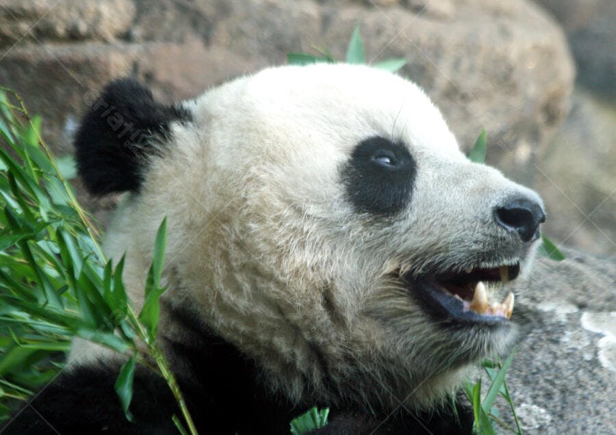 Panda gigante comendo bambu