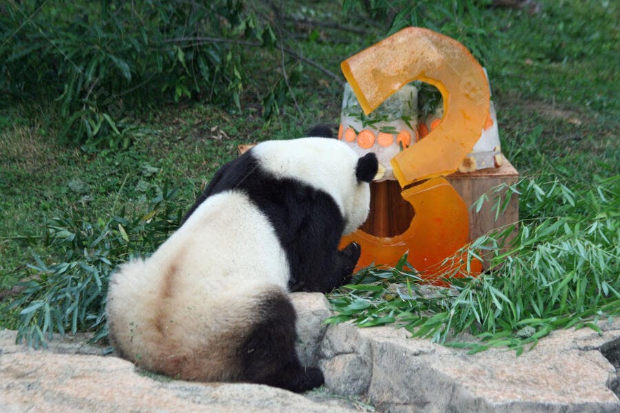 Panda gigante comendo bolo de gelo número 3