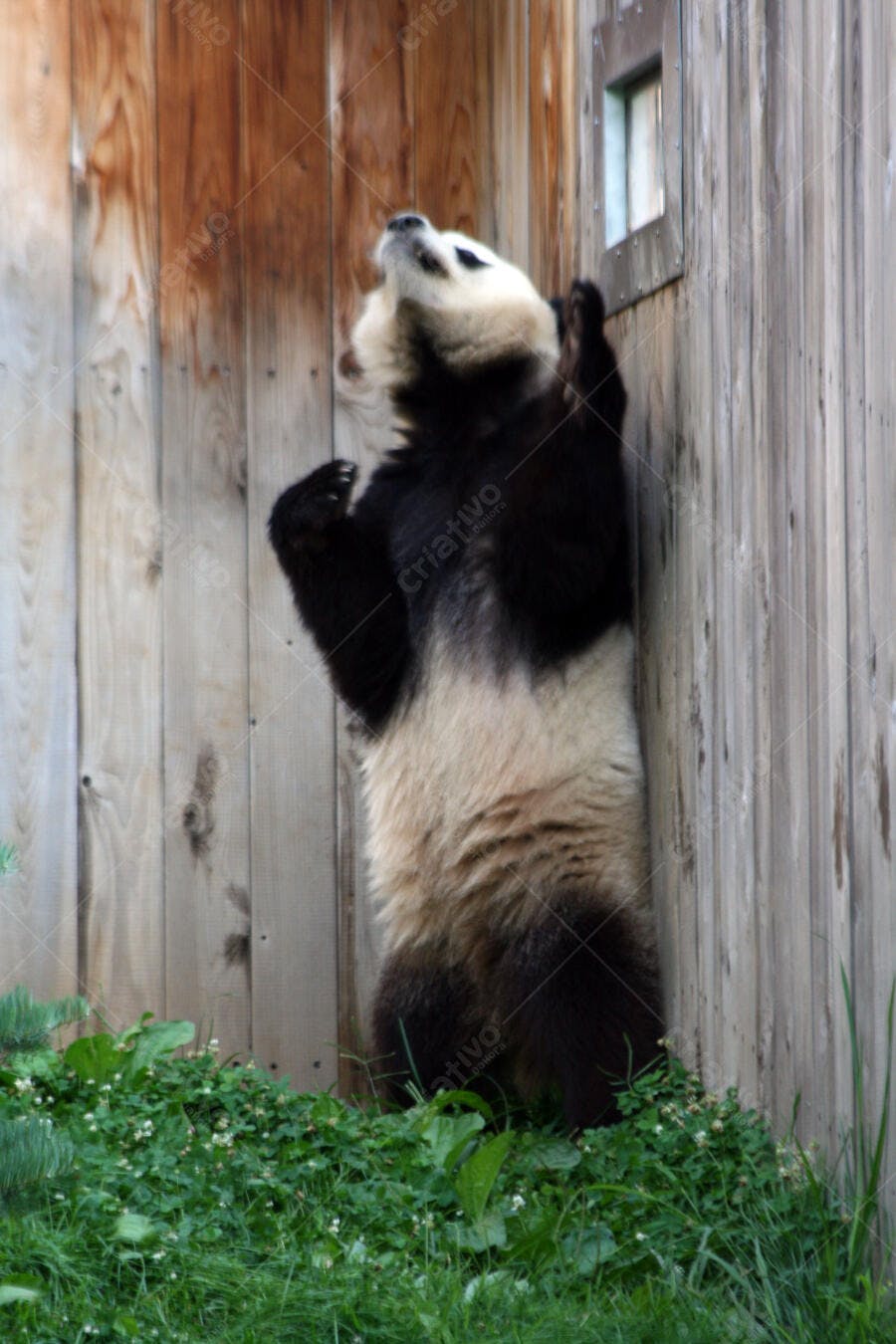 Panda gigante em pé perto de parede de madeira