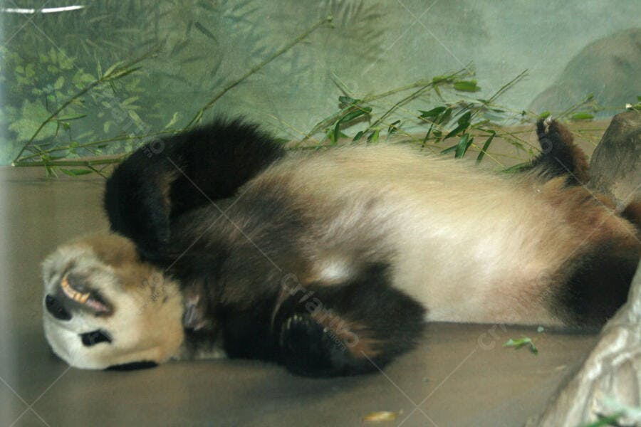 Panda gigante deitado de barriga para cima