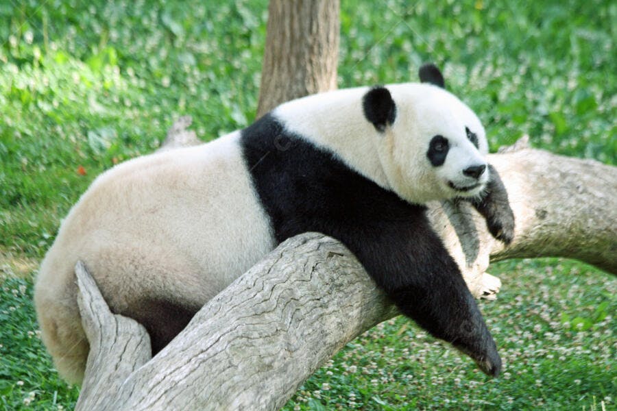 Panda relaxado em tronco de árvore