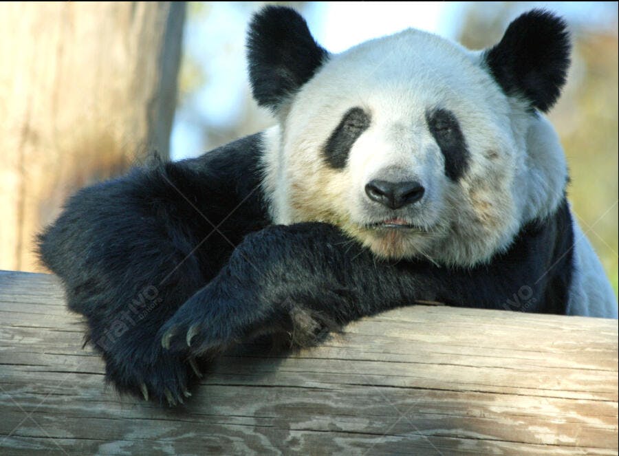 Panda gigante descansando em tronco de árvore