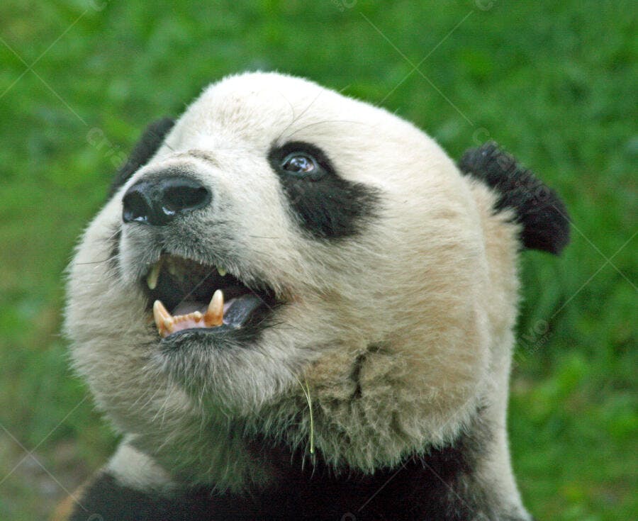 Panda gigante com boca aberta em fundo verde