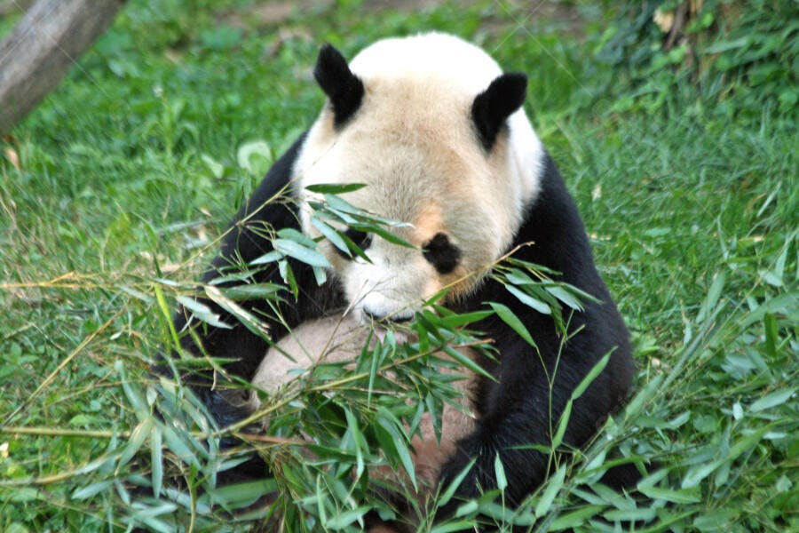 Panda gigante comendo bambu em habitat natural