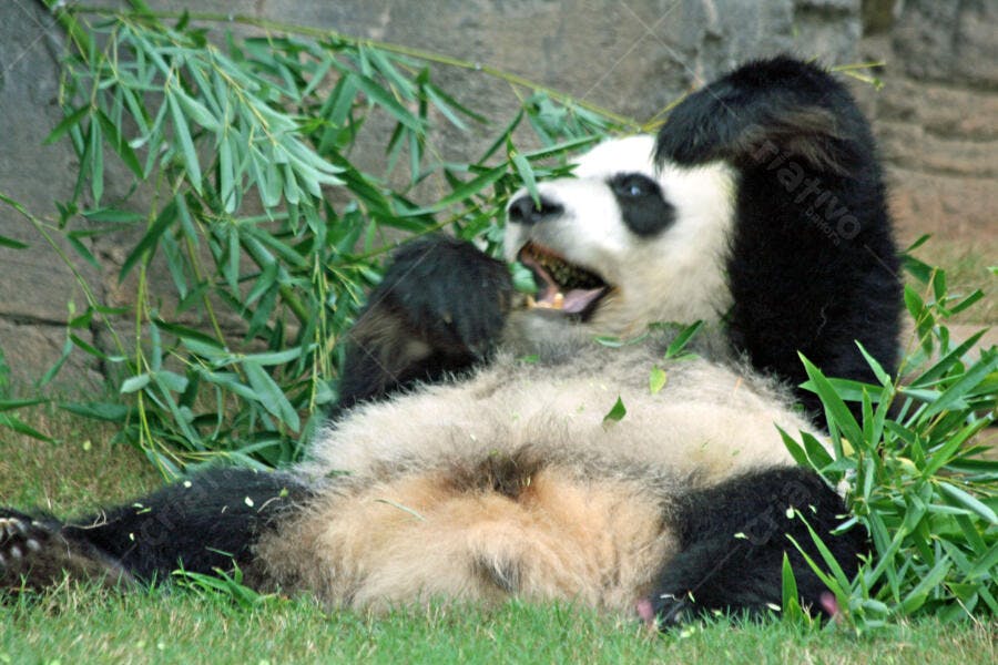 Panda gigante comendo bambu deitado na grama