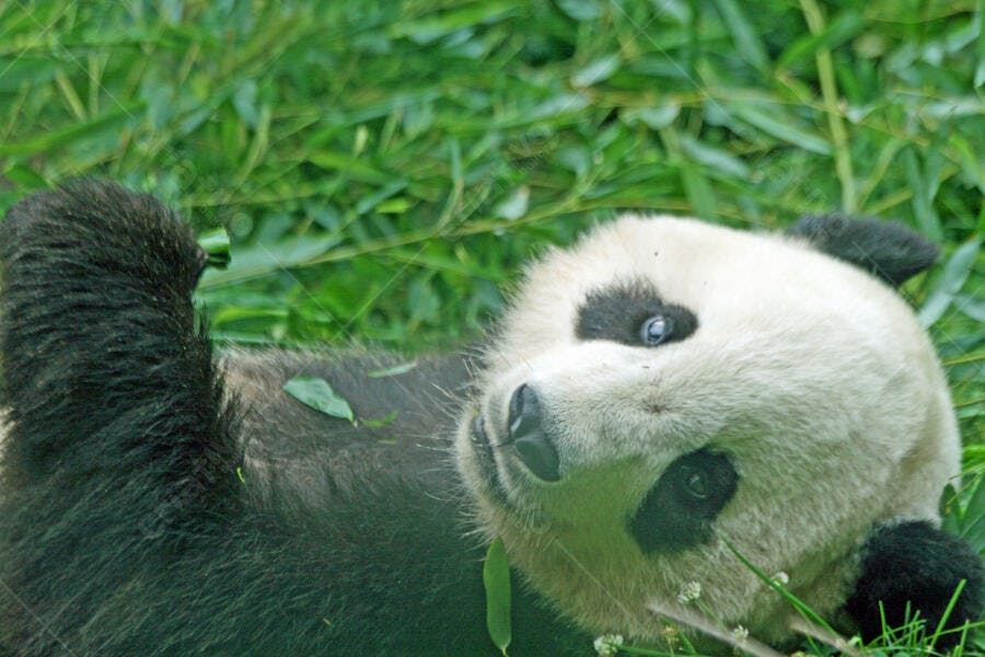 Panda gigante comendo bambu