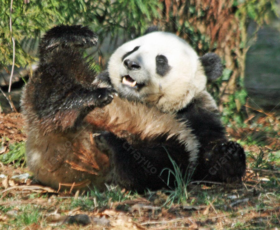 Panda gigante brincando no chão