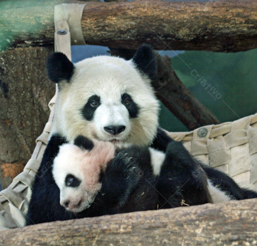 Panda mãe abraçando seu filhote