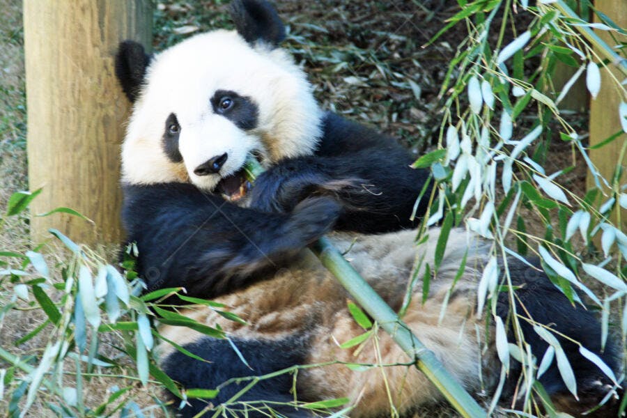Panda gigante comendo bambu