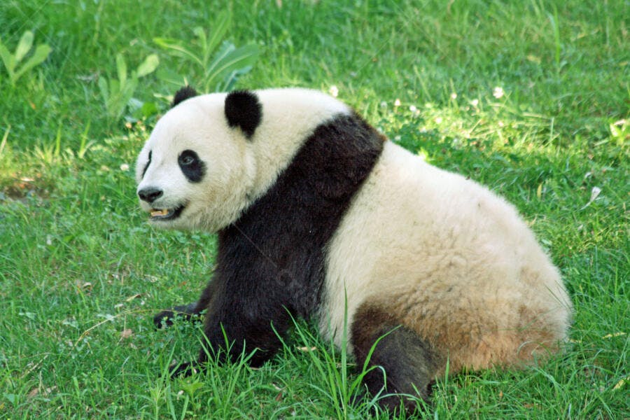 Panda gigante em gramado verde
