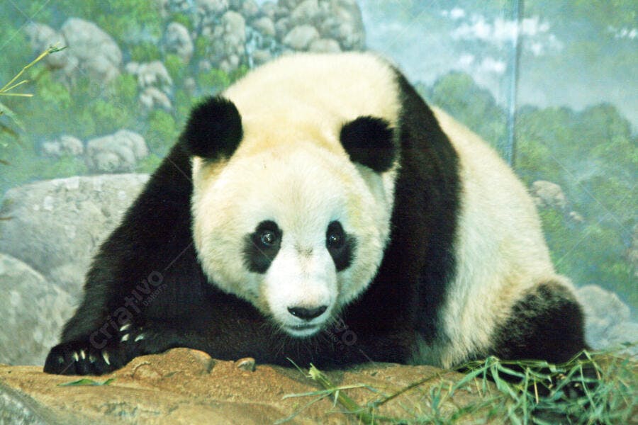 Panda gigante em seu habitat