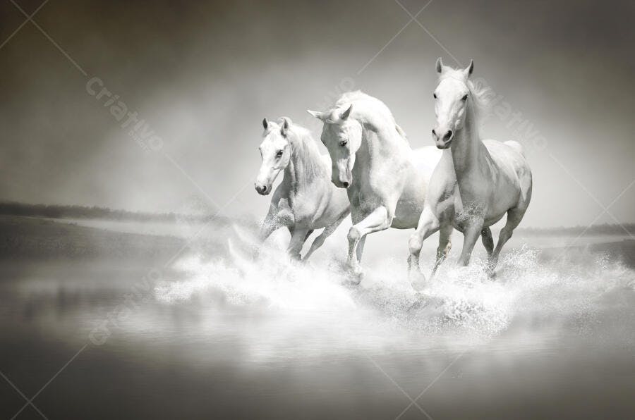 Três cavalos brancos correndo na água