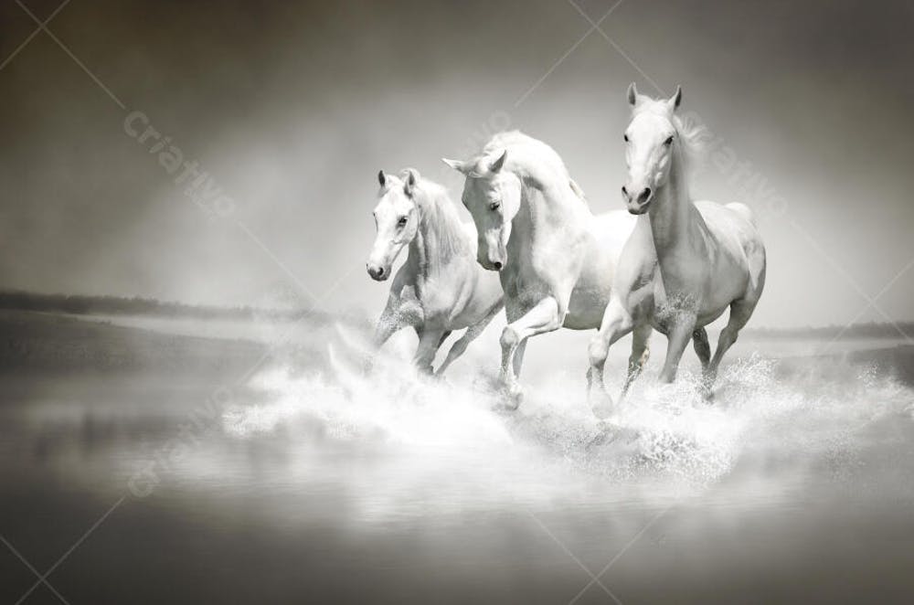 Cavalos (28)