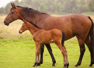 Cavalos (7)