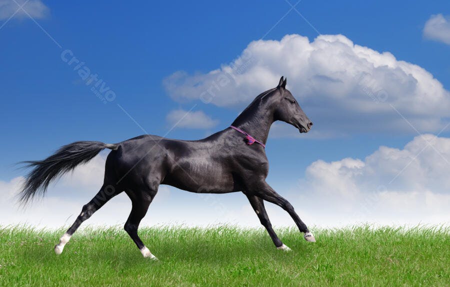 Cavalo Preto Correndo Campo Ensolarado