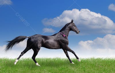 Cavalos (5)