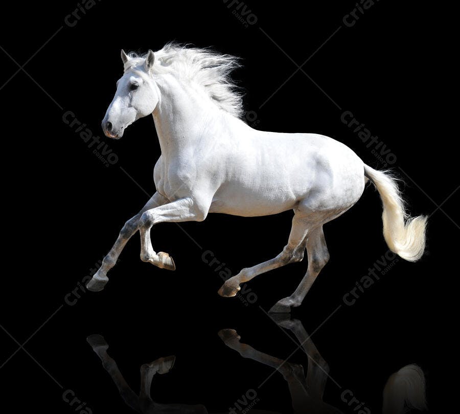 Cavalo branco galopando fundo preto