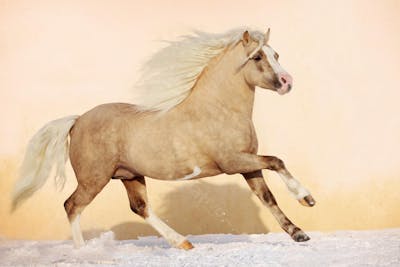 Cavalos (6)