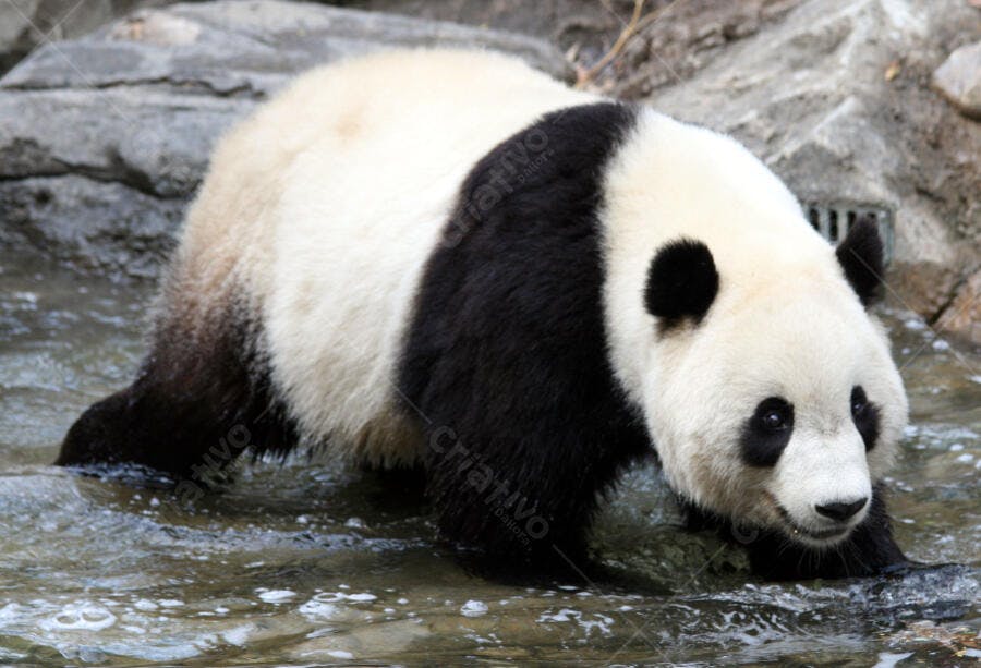 Panda gigante em rio pedras água