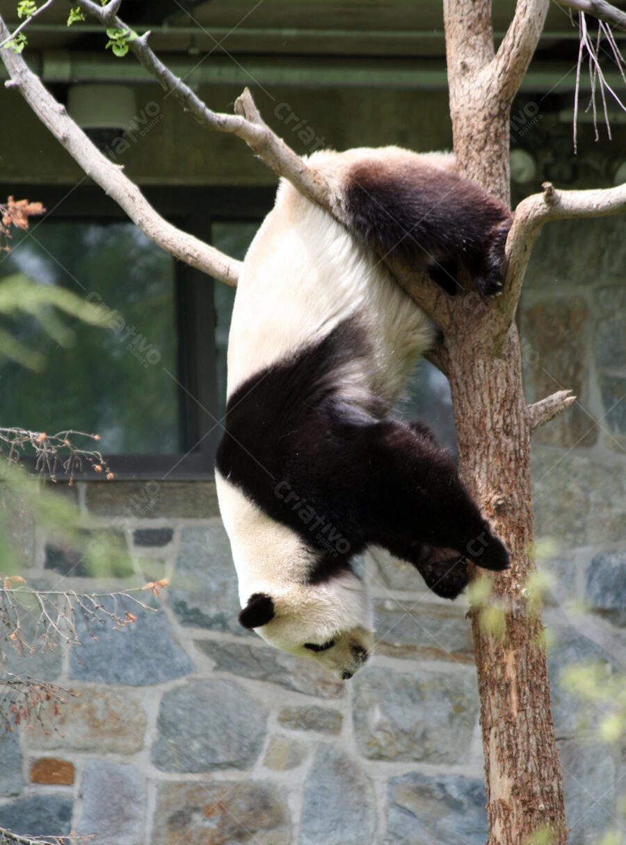 Panda gigante pendurado em árvore