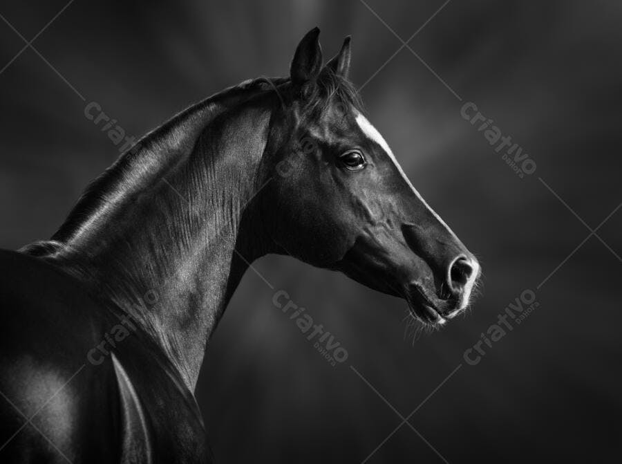 Cavalo Preto em Fotografia Monocromática