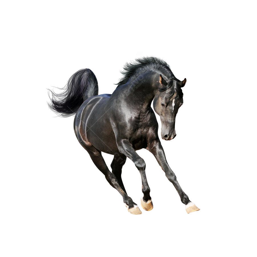 Cavalo Preto em Movimento