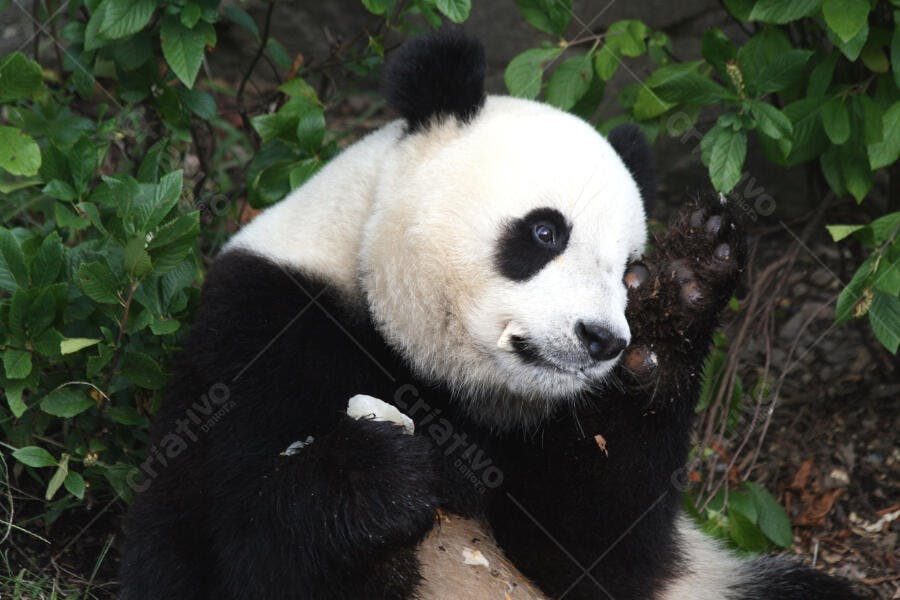 Panda gigante comendo bambu em seu habitat