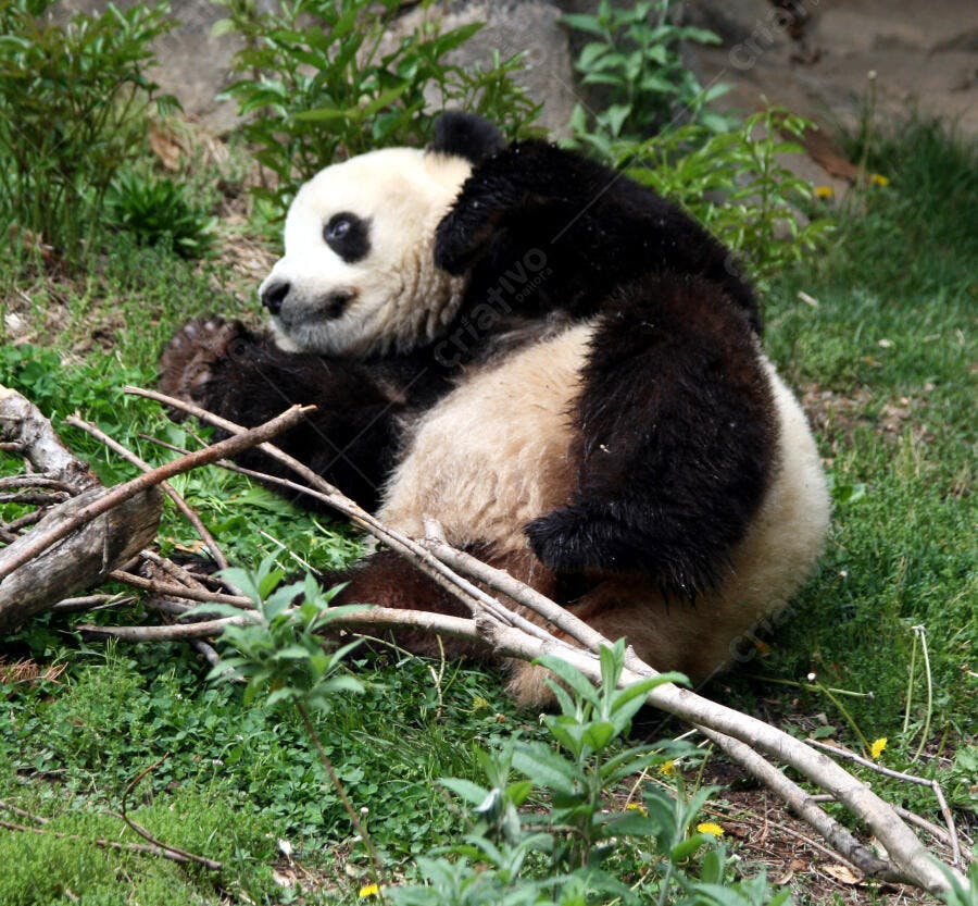 Panda gigante brincando na grama
