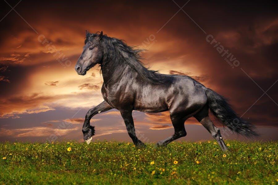 Cavalo negro correndo em campo florido ao entardecer