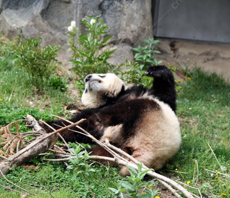 Panda relaxando na grama com galhos