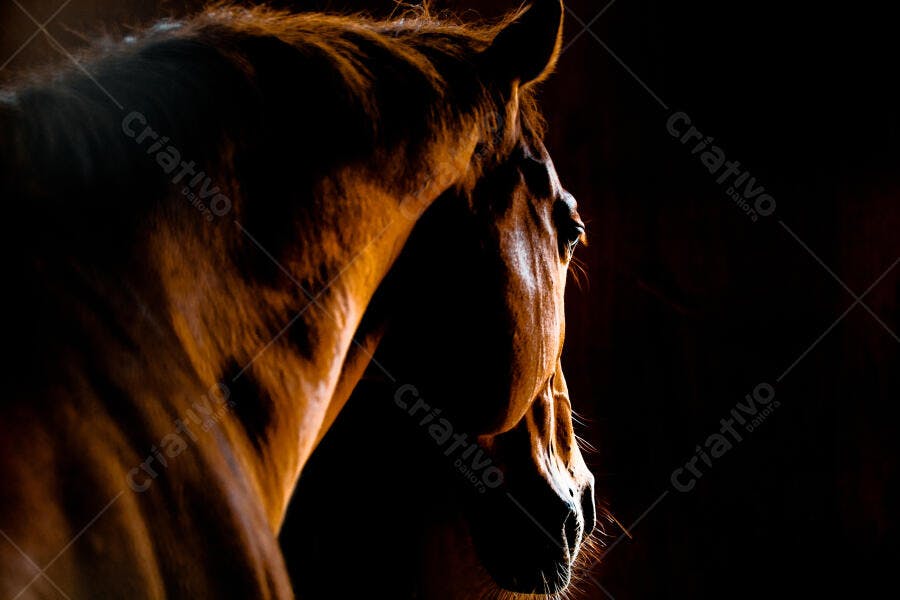 Cavalo castanho em pose escura