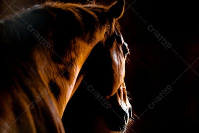Cavalos (36)