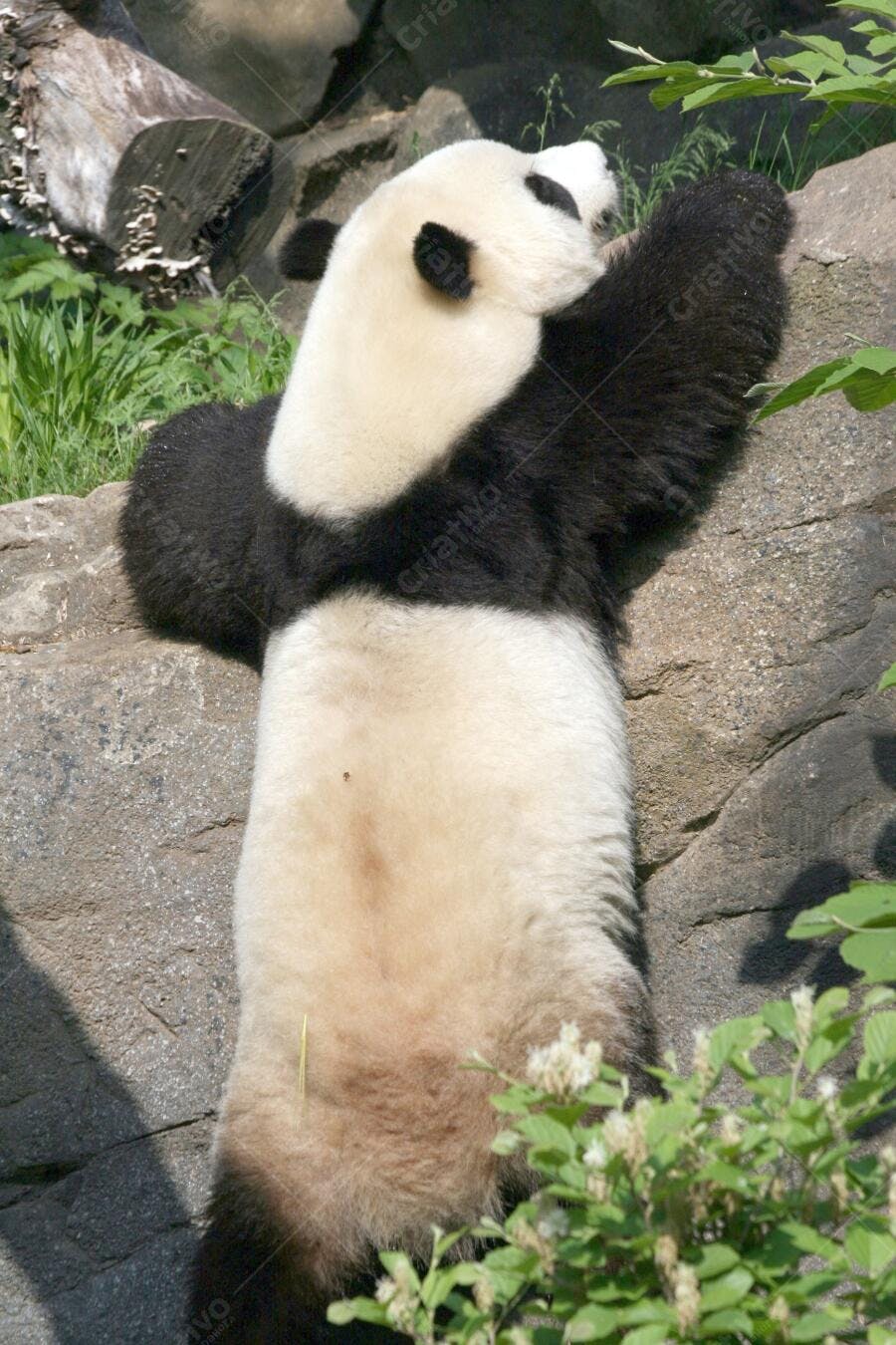 Panda gigante relaxando em rocha cinza