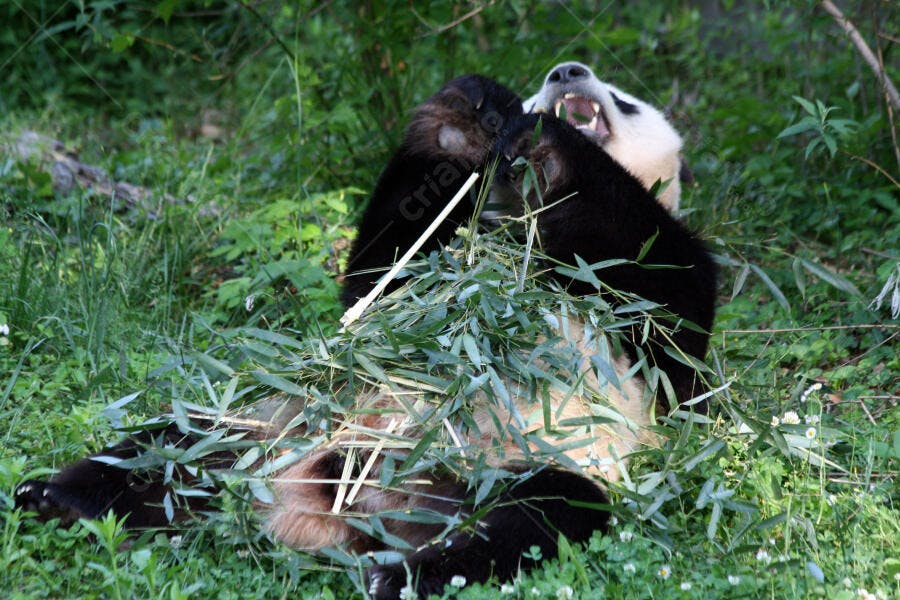 Panda gigante comendo bambu na grama