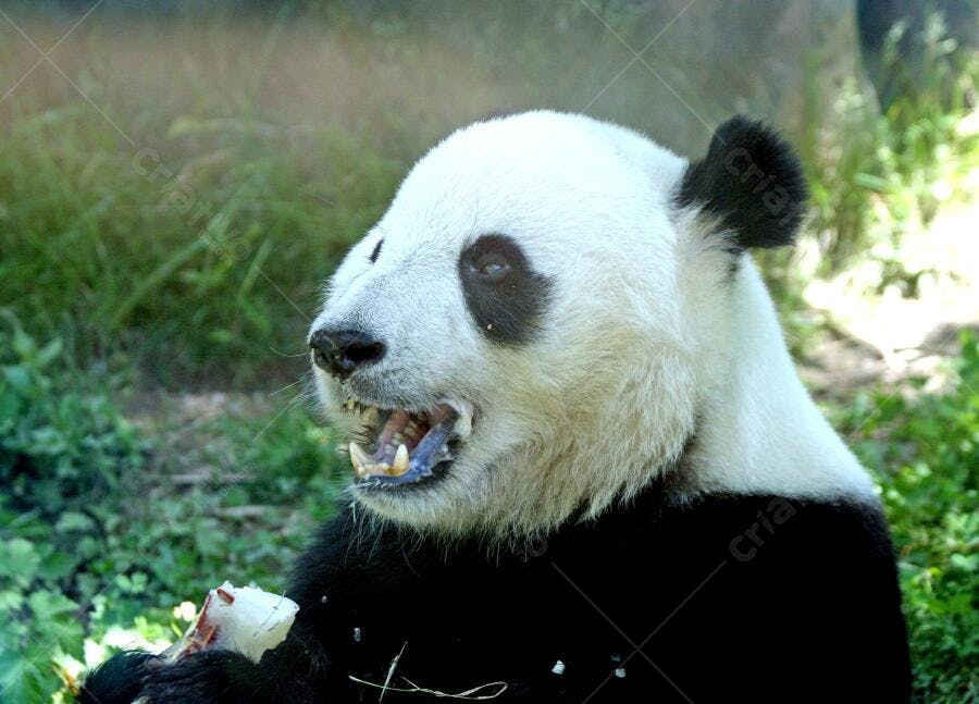 Panda gigante comendo bambu em habitat natural