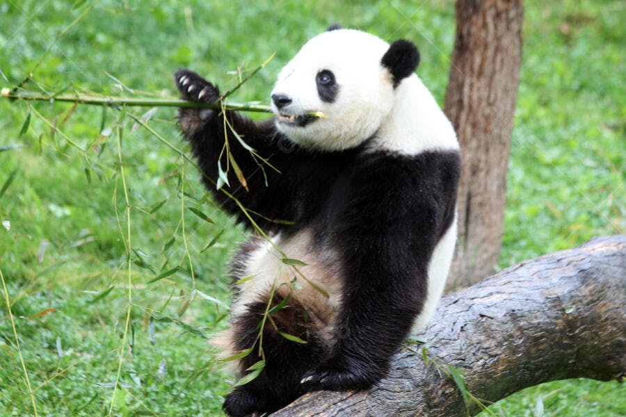 Panda gigante comendo bambu em tronco de árvore