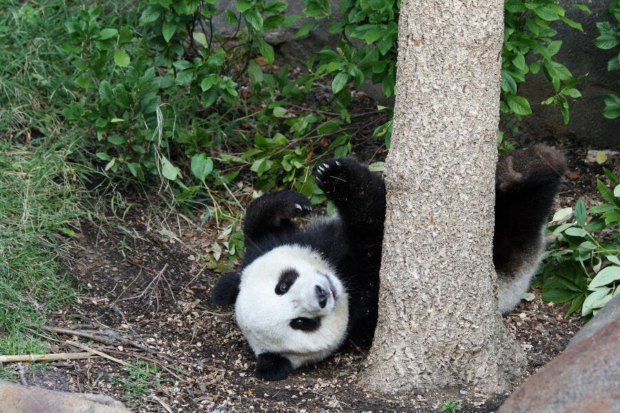 Filhote de Panda brincando perto de árvore