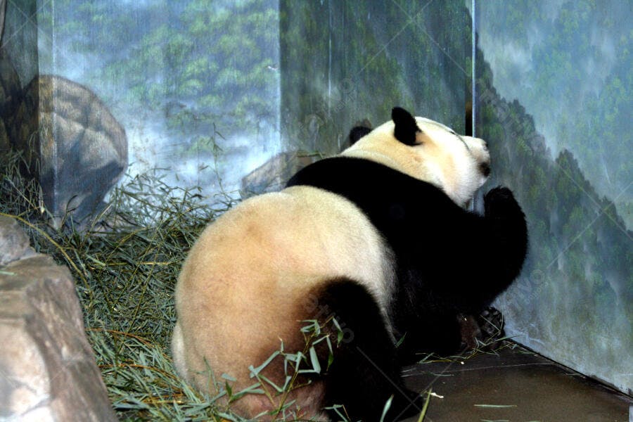 Panda gigante descansando em seu habitat