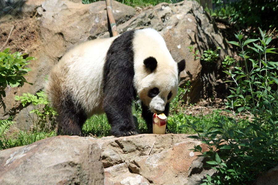 Panda gigante comendo maçã em recinto rochoso