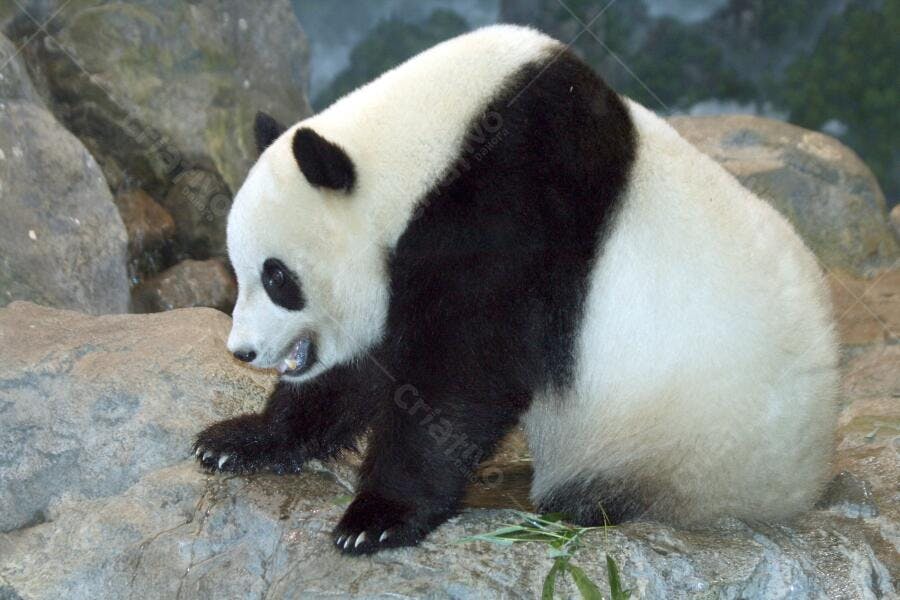 Panda gigante em ambiente rochoso