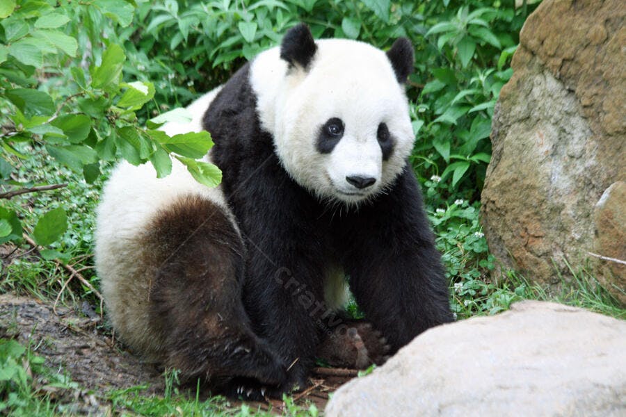 Panda gigante em habitat natural