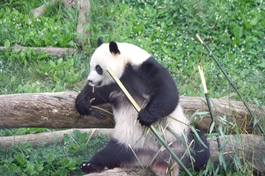 Panda gigante comendo bambu em habitat natural