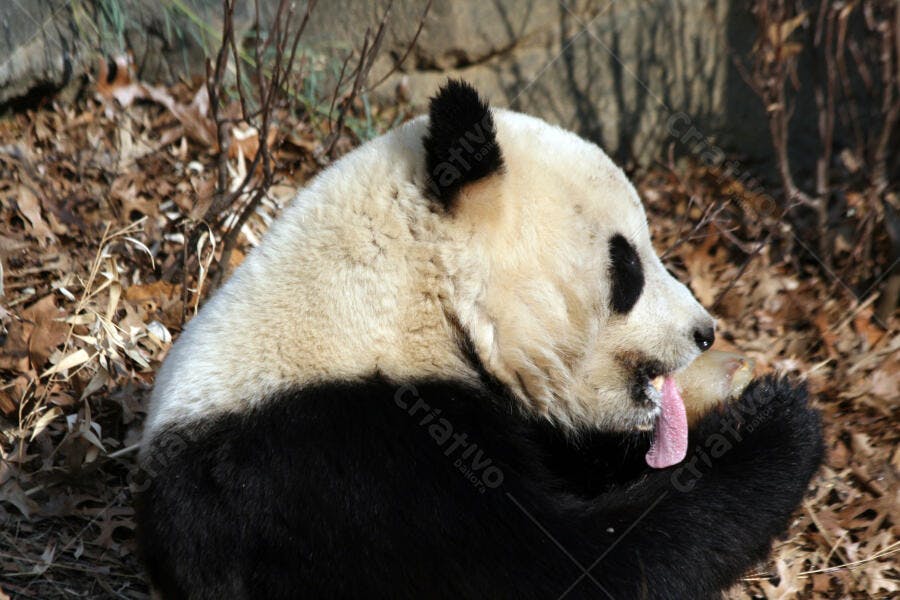 Panda gigante lambendo a pata em ambiente natural