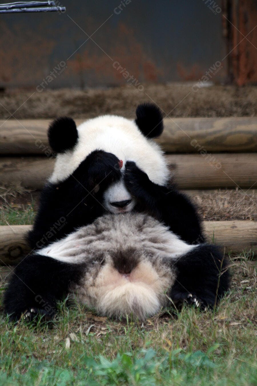Panda brincalhão tampando os olhos na grama