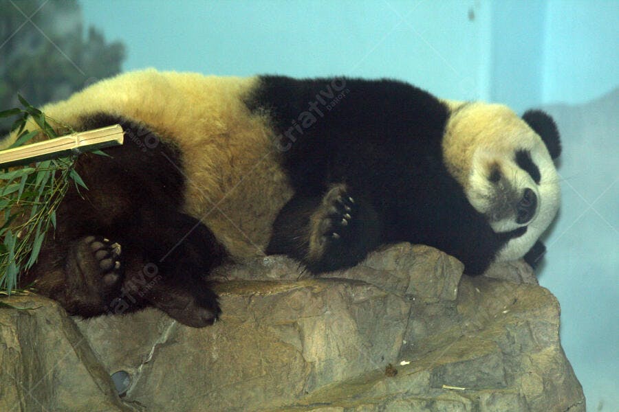 Panda gigante dormindo sobre rocha com bambu